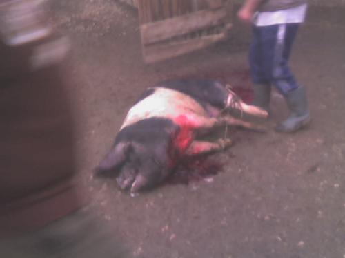 Killed Pig - Pig is dead...