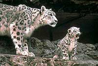 Mother and her cub - This is a picture of a mother snow leopard and her cub...isn't that cub adorable!