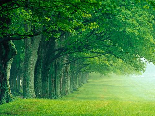 Lush,Summer,Louisville,,Kentucky,green,people,tree - Lush,Summer,Louisville,,Kentucky,green,people,tree