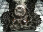 Cockers are the greatest dogs ever. - This is my dog Leroy he is the best.