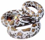 SNAKE - SSSSSSSSSSSSSSSSSS