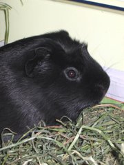 Licorice - Licorice