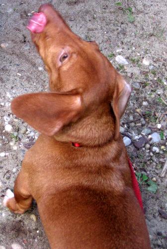 My 8month old miniature dachshund puppy TAKO :) - He is very cute and smart puppy :)