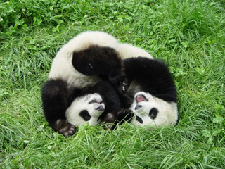 big panda (???) - big panda (???)