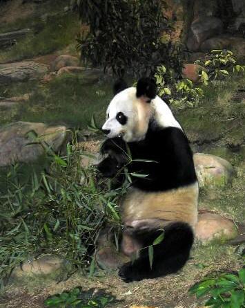 lovely panda - lovely panda