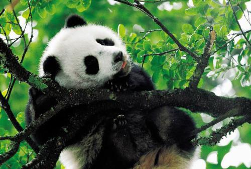 lovely panda - lovely panda