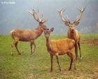 BEAUTIFUL DEERS - how could anyone shoot them...........LOL