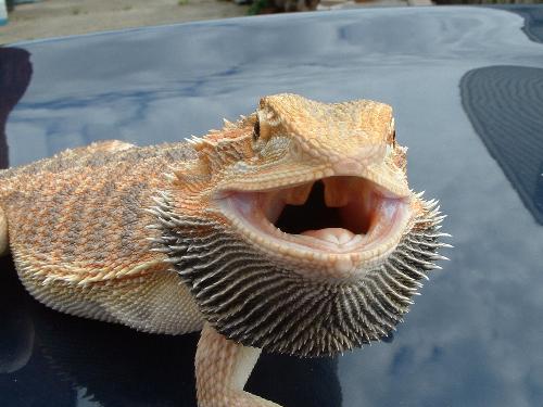 LOKI - LOKI Pissed Off