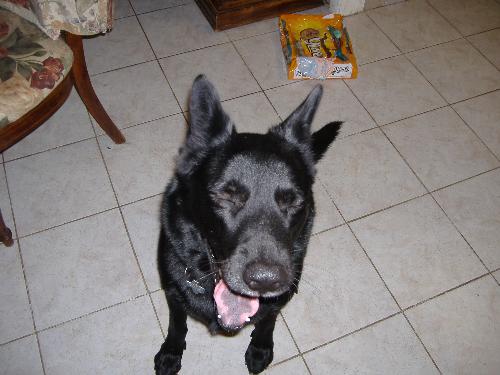 Storm - My all black shepard STORM