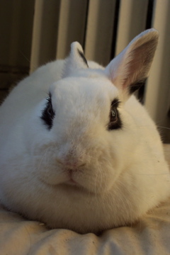 rabbit - rabbit rabbit - rabbit