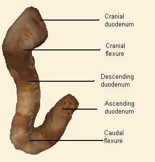 duodenum - duodenum
