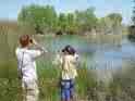 bird watching - two people watching the flying avian beings.  winged birds that entertain us with their natural abilities and habits