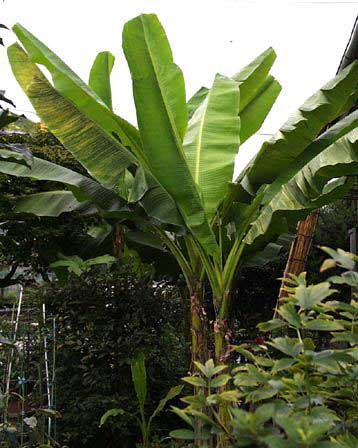 banana leaf - banana leaf