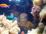 acquarium - acquarium