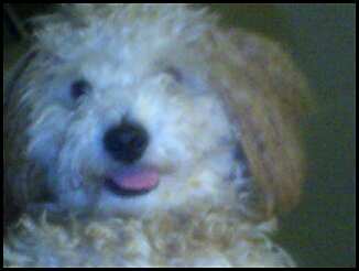 I know he looks like a teddy bear but he is real   - My dog midus...He pees where he wants and runs where he wants. He needs to be trained. He puts his treats on top of his furry toys and hides them under his doggie bed. He crys when he cant find a place to put a treat. He knows how to sit and lay down. Hes a rocking mini- poodle