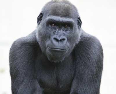King Gorilla - A King Gorilla posing like a perfect gentalman