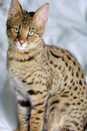 Savannah Cat - The lovechild of a serval and a domestic cat. Hmm...?