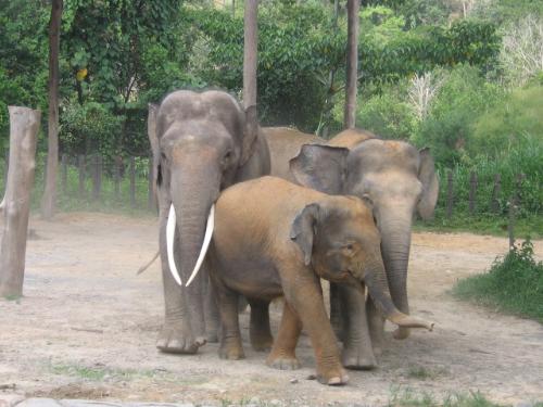 Gajah - big one, my younger sister take this picture