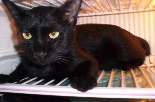 My Black Cat - this is my black cat