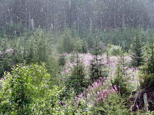 Rain in the woods - This is a picture I took when the sun was out but it was still starting to rain, only in northwest bc.