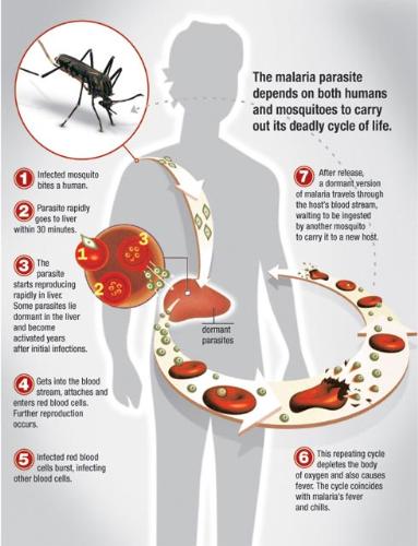 Guys Watch The Life cycle Of Malaria - In This Picture it has been perfectly Mentioned about the Malaria Have a Look At it