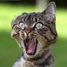 Possessed cat - Yaiks...!!!