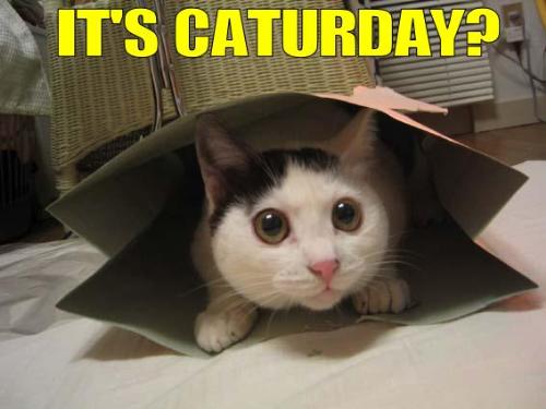 Its caturday? - Its CATURDAY!! POST SOME F'IN CAT!