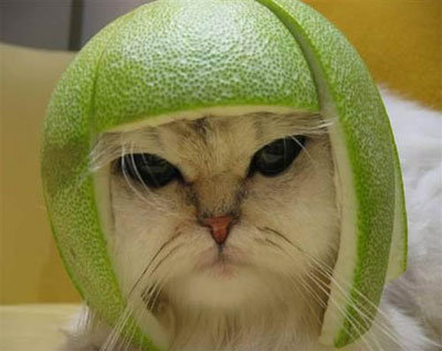 caturday - LimeCat is ready for battle