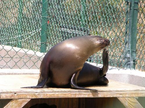 Sea Lion - sea lion