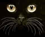 What I see when I wake up at night! - Where ever I look I see cat eyes staring a me.  :-)  Always a set of cat eyes somewhere.