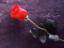Rose - It,s red rose