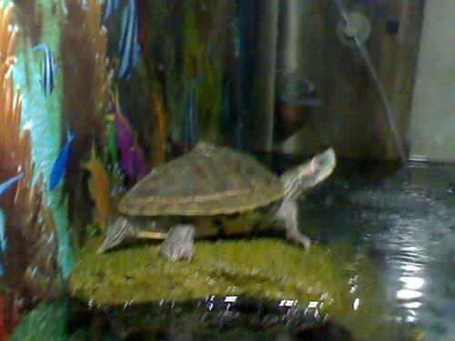 tortoise - my tortoise