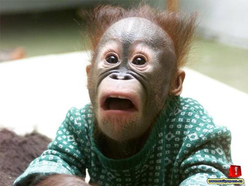 confused monkey.. - nw thts the best expression of CONFUSION!!