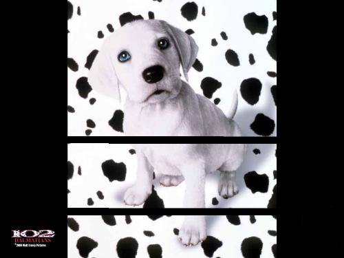 dogs - hey cute na wat u think isnt he do want him as a pet or not well i do surely