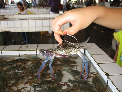 fresh crab - fresh crabs. This picture was taken when we passed a fish market   somewhere in Sabah. They are still alive, really.