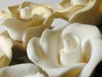 WHITE ROSE - WHITE BEAUTIFUL ROSES