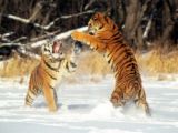 fighting tigers - fight!!
