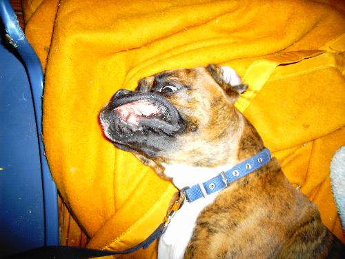 My Boxer - My boxer likes to give some air to his teeth.