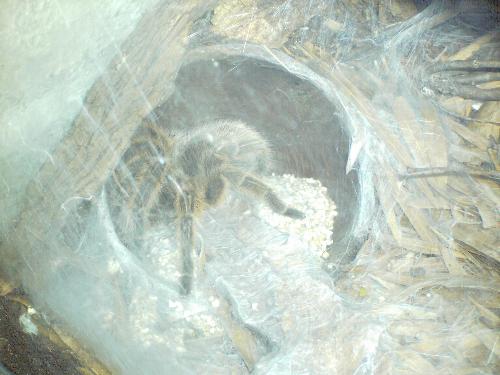 Spiders - Like spiders?