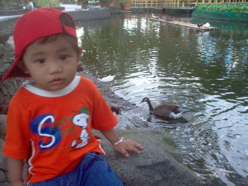 my son with the ducks - hanging around at the zoo
