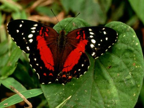 butterfly - butter fly in a flower.nice look