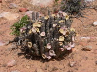 HOODIA GORDONII PLANT - Hoodia gordonii plant, growing wild in the desert region of South Africa.  Used to suppress appetite.
