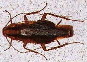 german cockroach - german roach