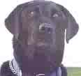 black labradour - the dog of water and often hunting.  an affinity for water is what I have noticed.  mine does not like guns.