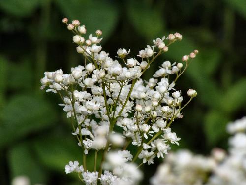 Fine flowers - Wonderful Flowers