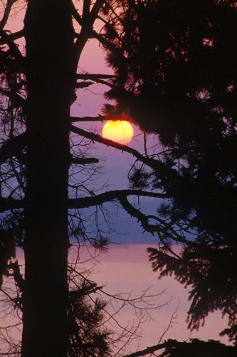 tree sun - sun showing through the trees at dusk.