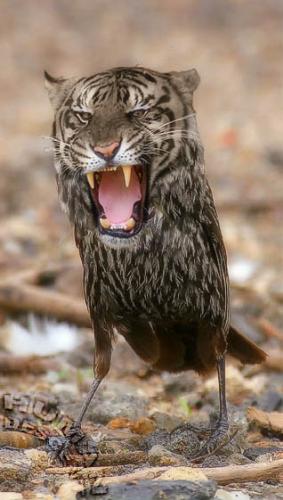 tiger hybreed - tiger hybreed wiht bird