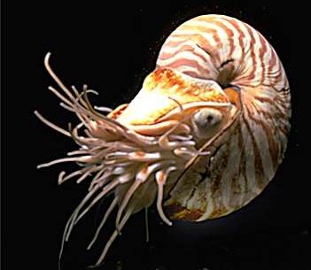 Nautilus! - I like this one!