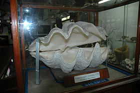 Oyster - Giant one!
