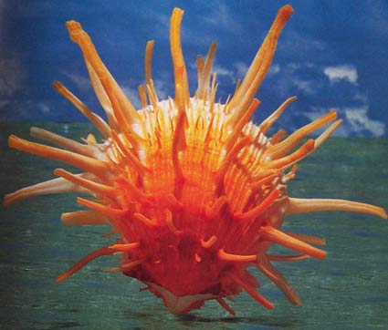 Shell! - Beautiful shell!